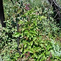 toxicodendron diversilobum